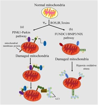 The Role of Mitochondrial Dynamics and Mitophagy in Carcinogenesis, Metastasis and Therapy